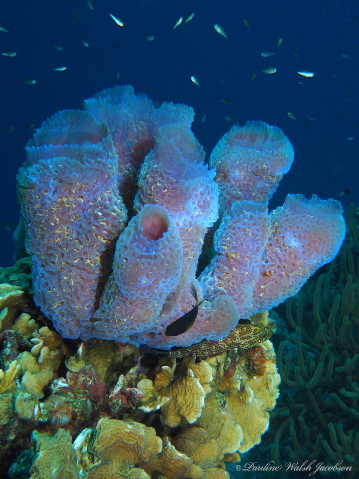 Photo of Azure vase sponge (Callyspongia plicifera)