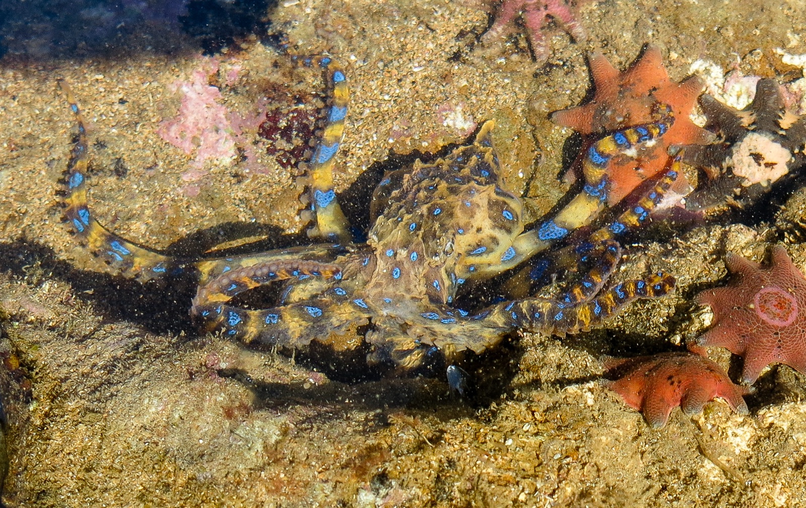 Photo of Blue-ringed Octopus (Hapalochlaena maculosa)
