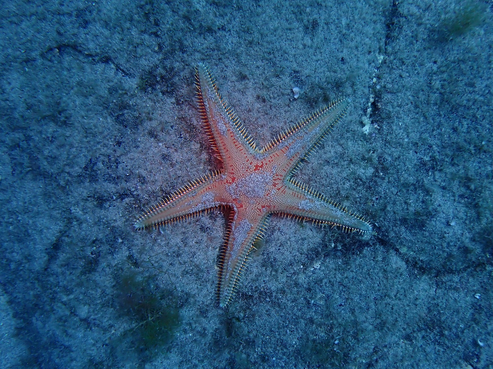 Photo of Red comb star (Astropecten aranciacus)