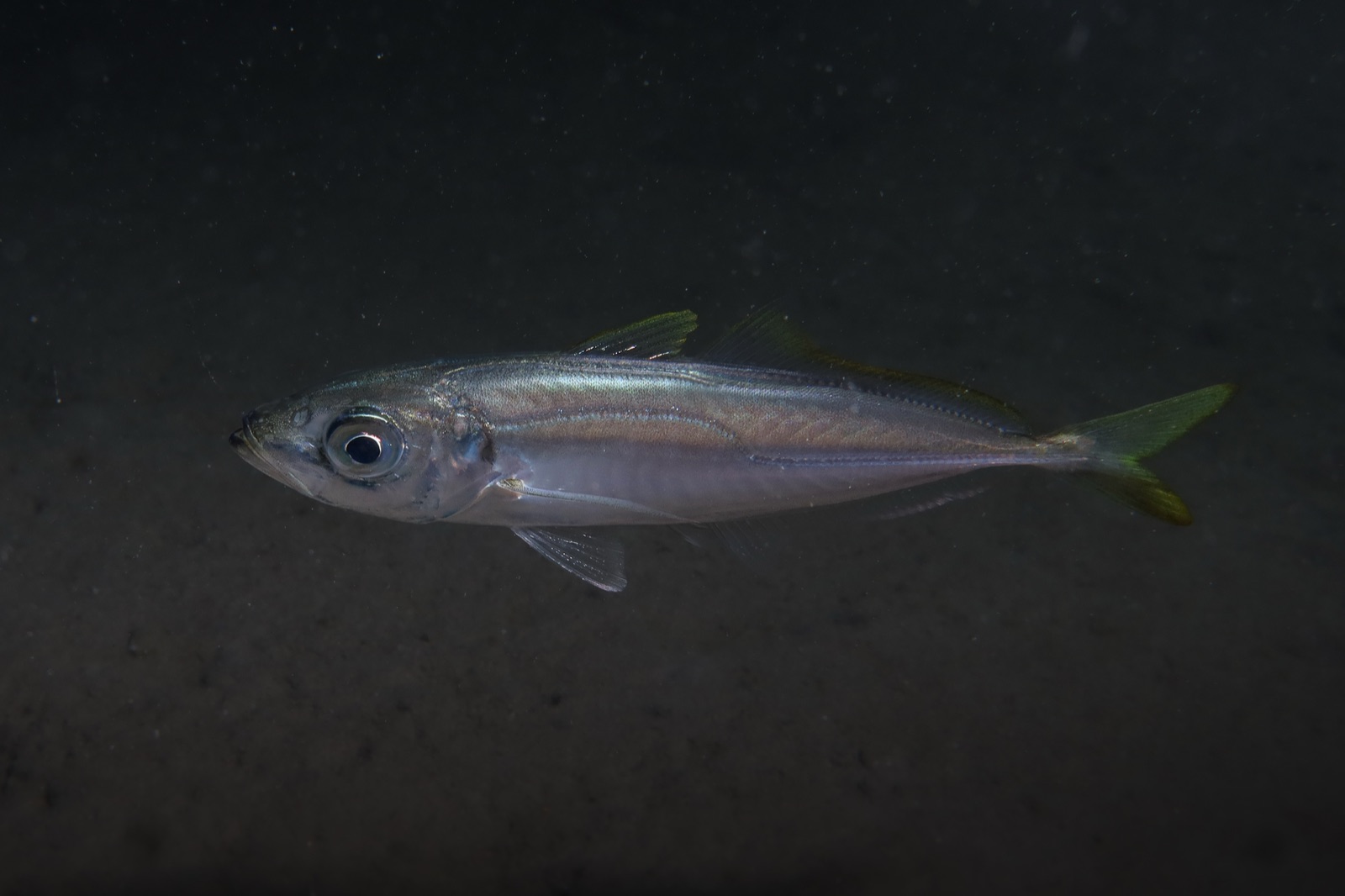 Photo of Mediterranean horse mackerel (Trachurus mediterraneus)