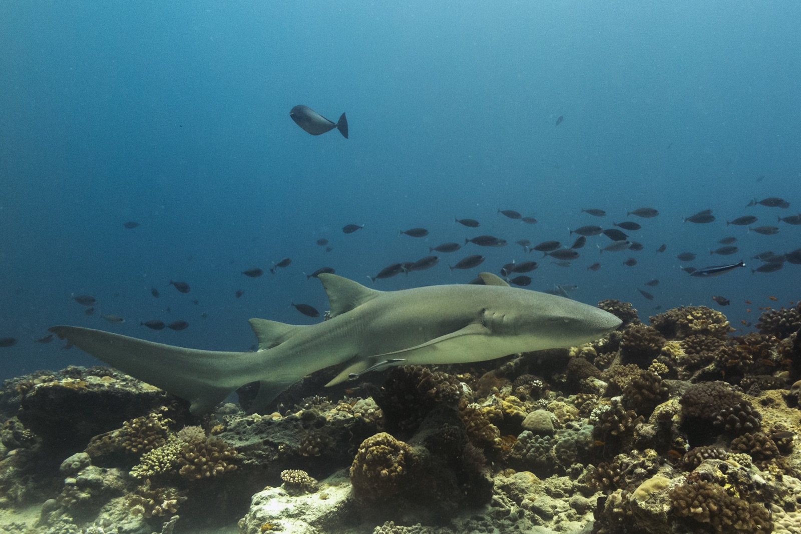 Photo of Tawny nurse shark (Nebrius ferrugineus)
