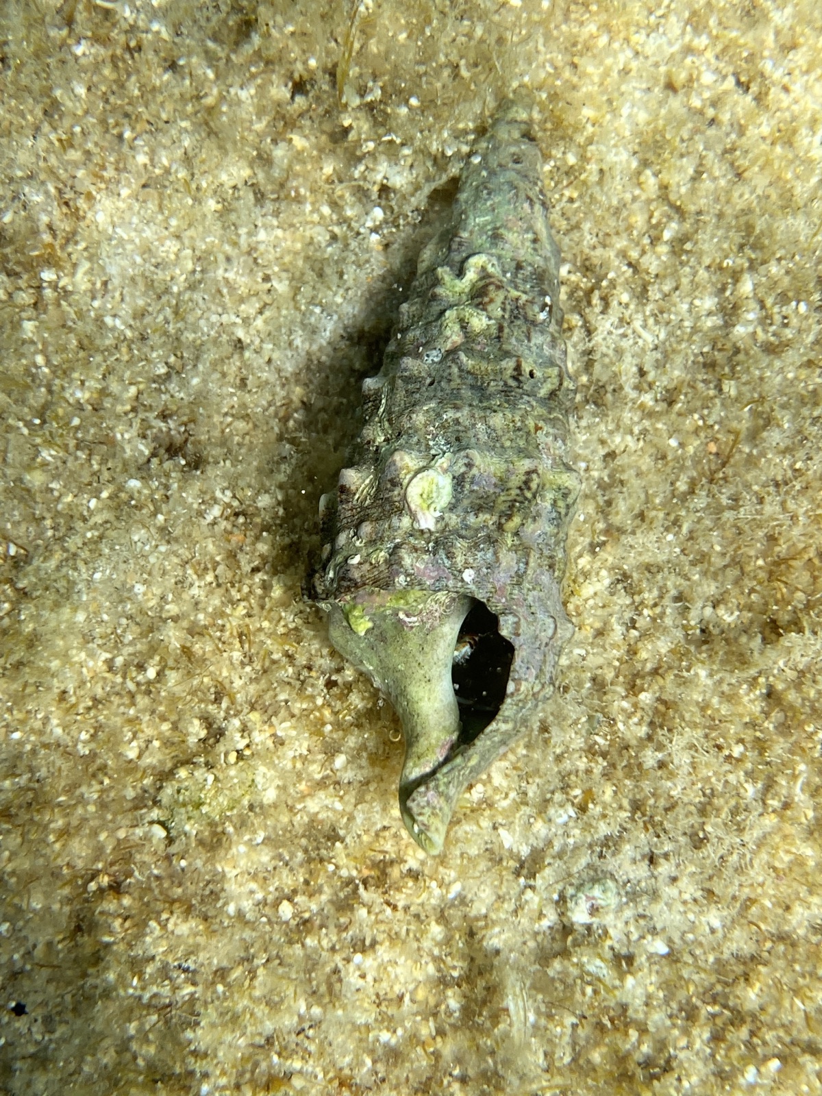 Photo of Common cerith (Thericium vulgatum)