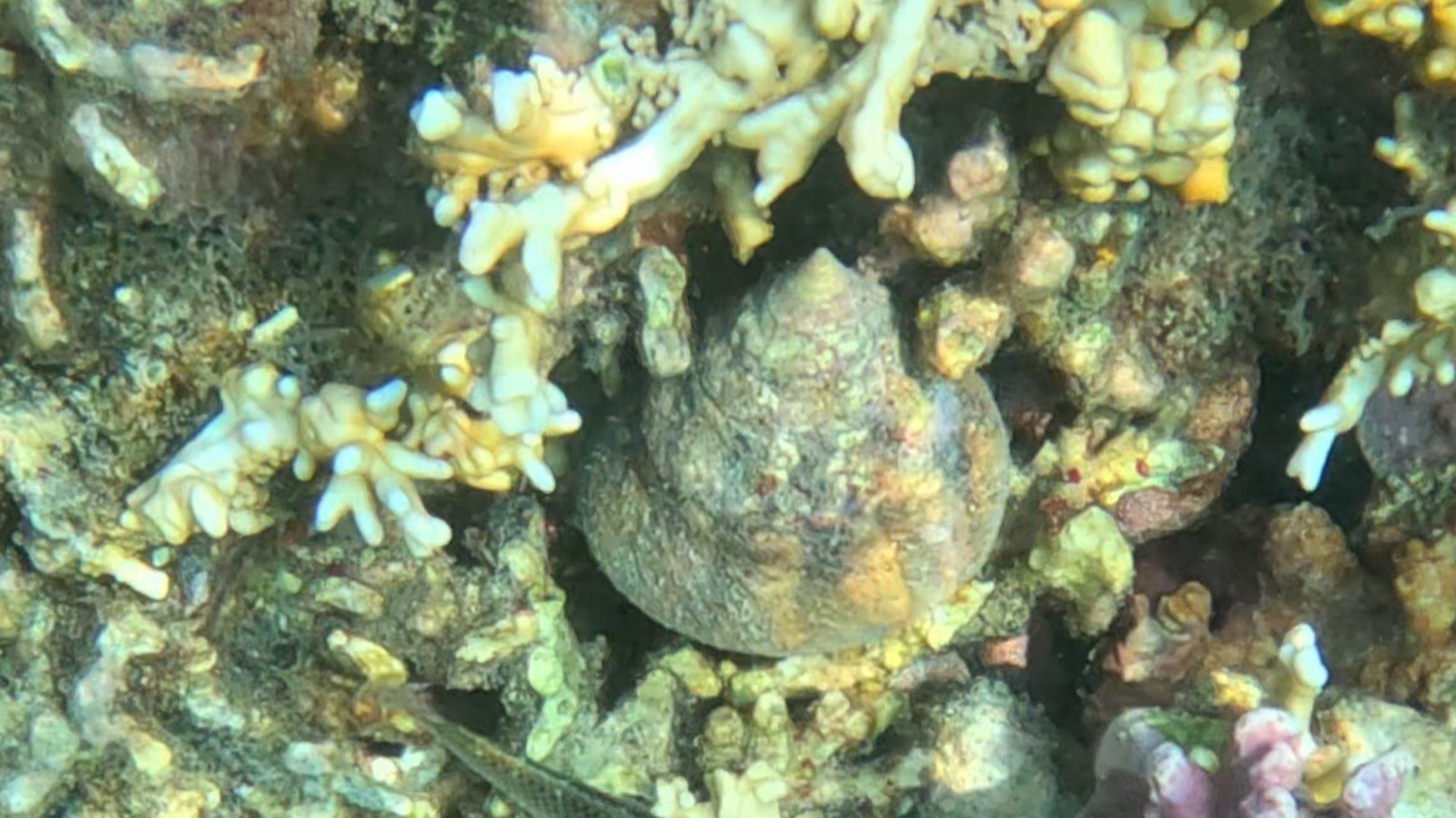 Photo of Commercial top shell (Tectus niloticus)