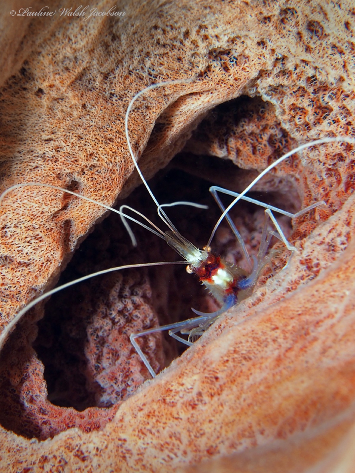 Photo of Banded coral shrimp (Stenopus hispidus)