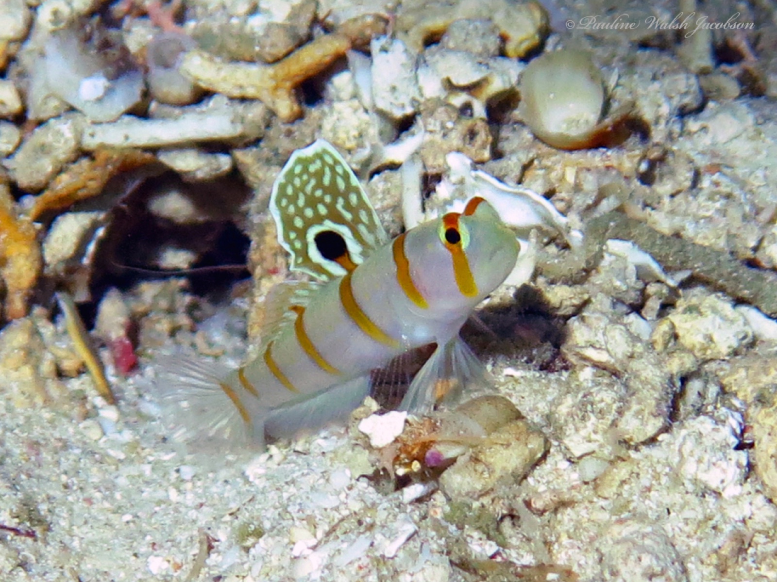 Photo of Randall's shrimpgoby (Amblyeleotris randalli)