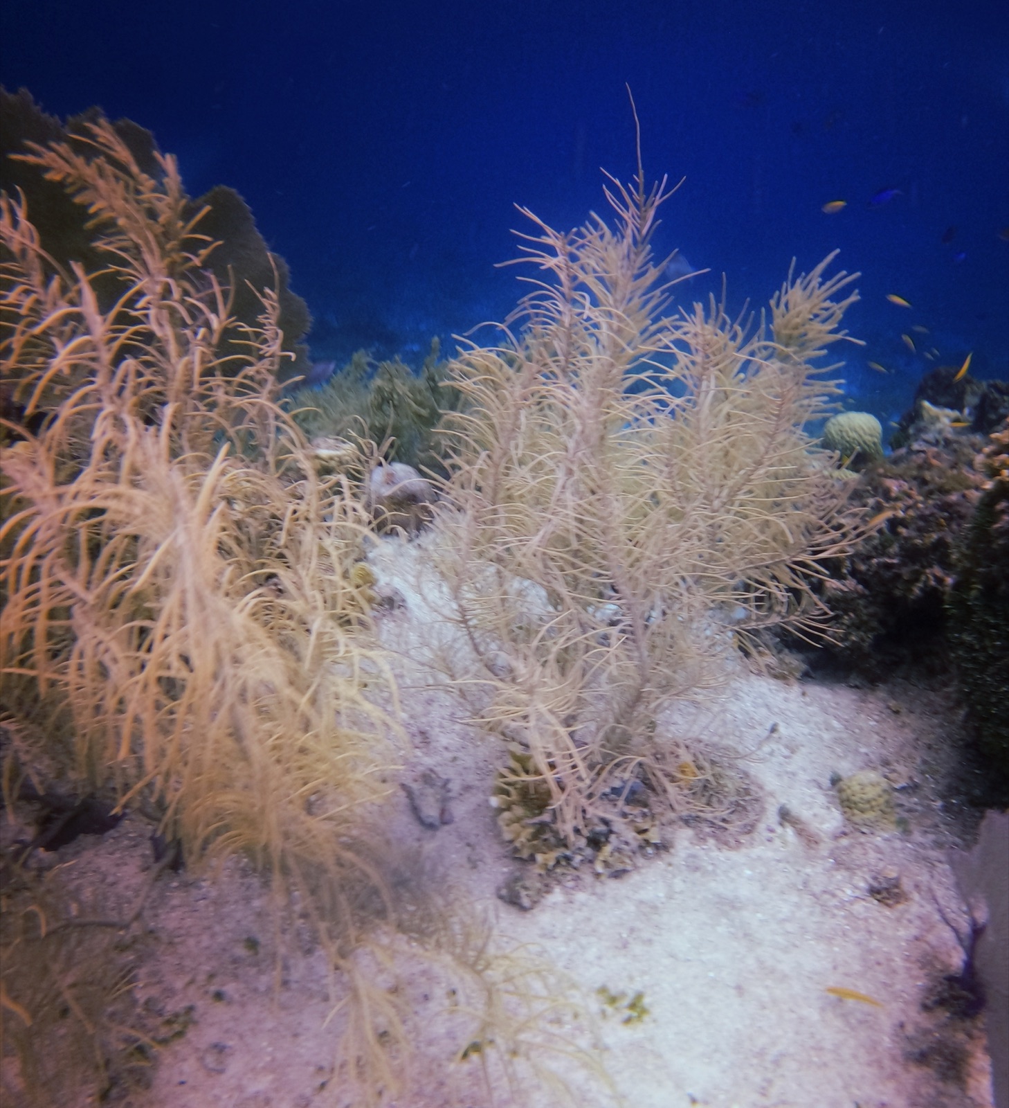 Photo of Slimy sea plume (Antillogorgia americana)