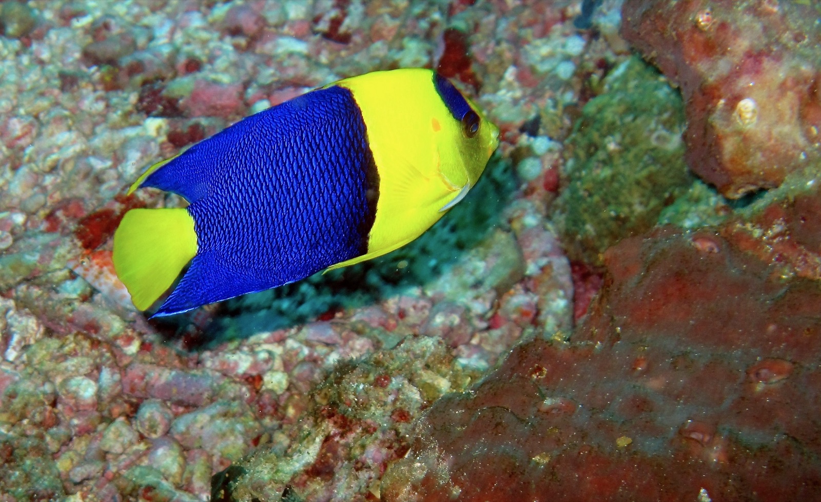 Photo of Bicolor angelfish (Centropyge bicolor)