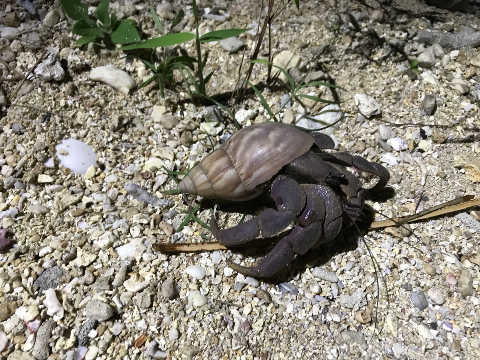 Photo of Short-handed Hermit Crab (Coenobita brevimanus)