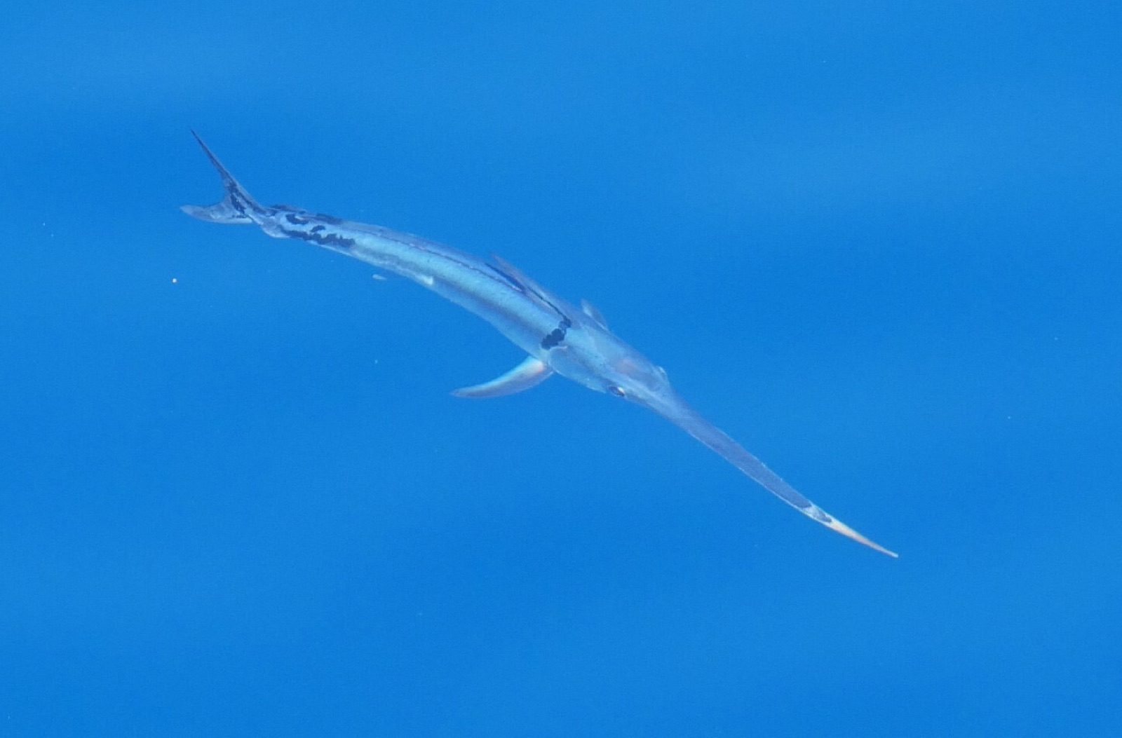 Foto de Pez Espada (Xiphias gladius)