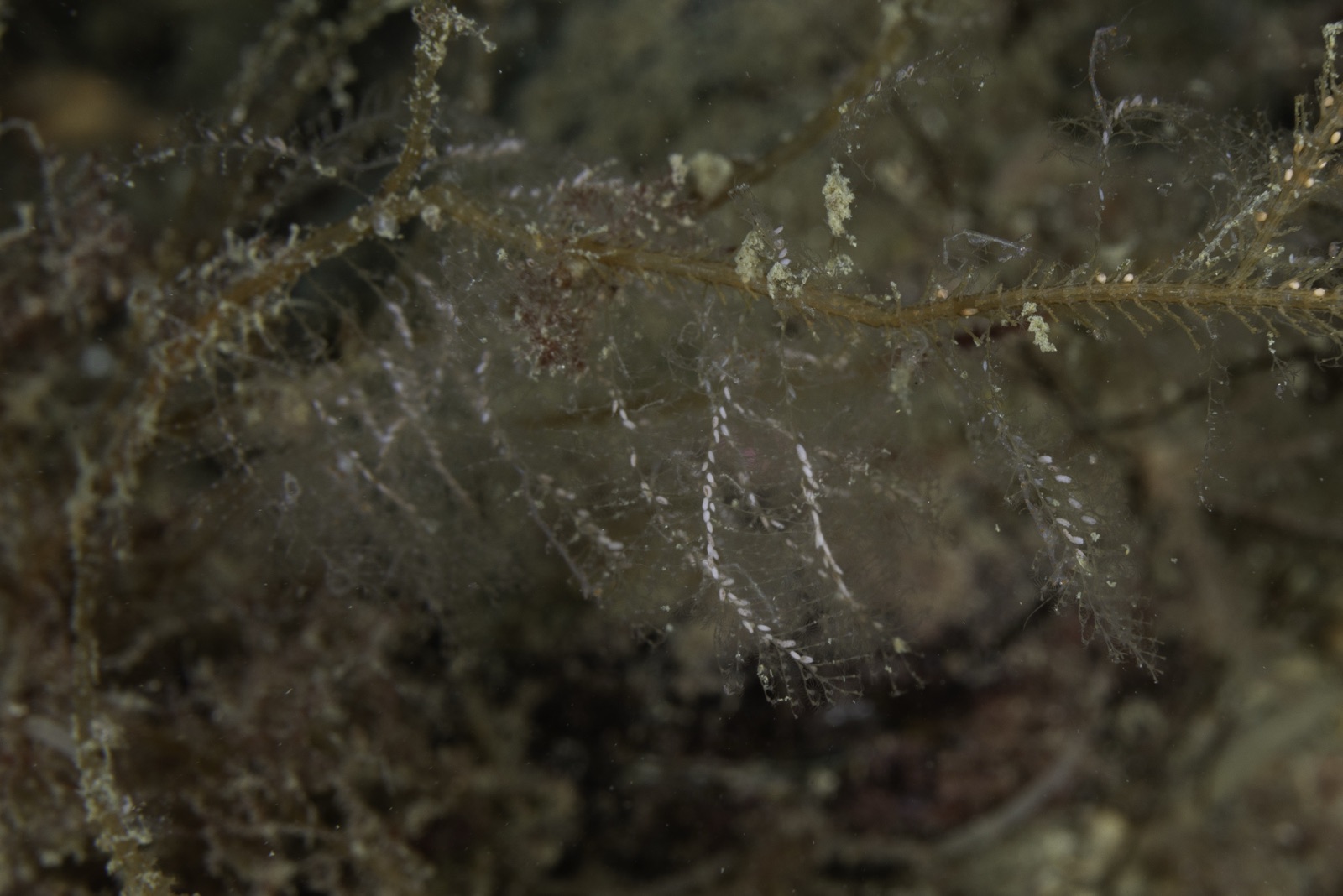 Photo of Feathery hydroid (Plumularia setacea)
