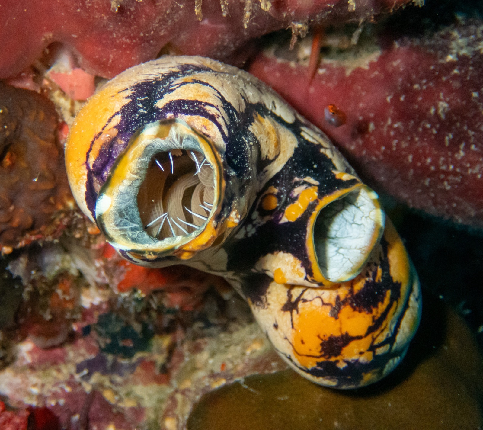Photo of Gold-mouth sea squirt (Polycarpa aurata)