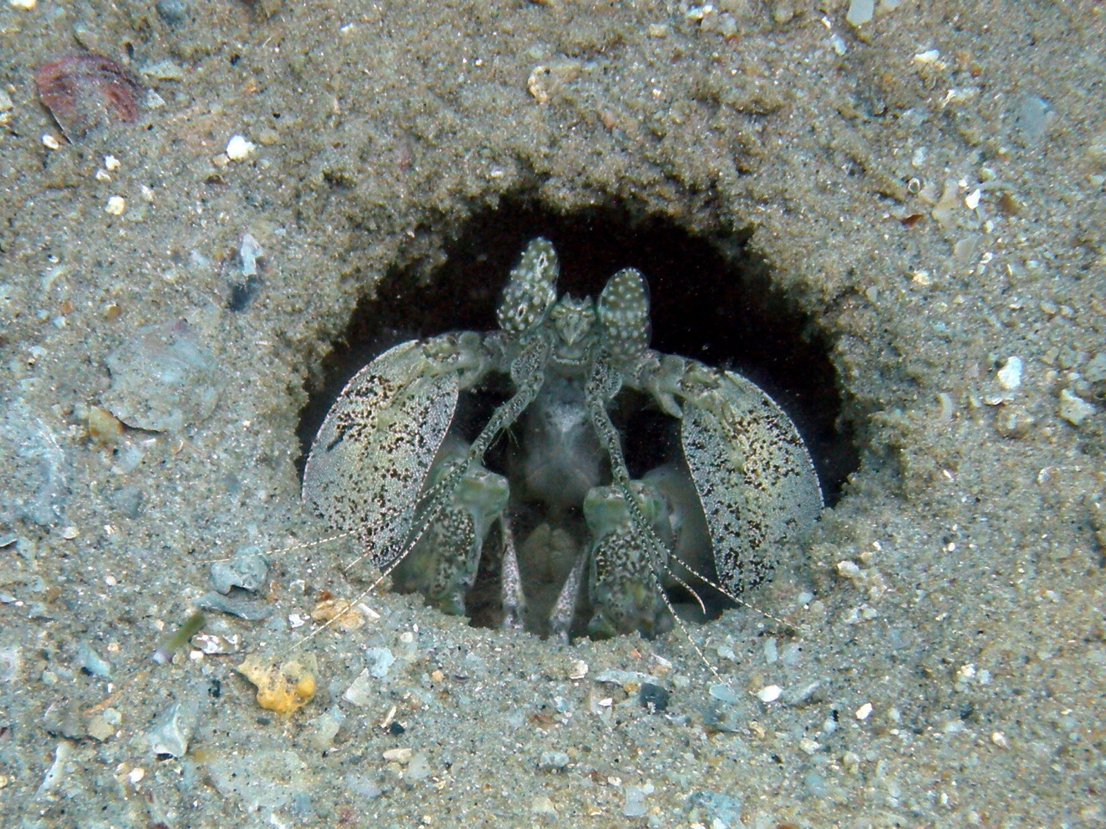 Photo of Spotted Mantis Shrimp (Lysiosquillina maculata)