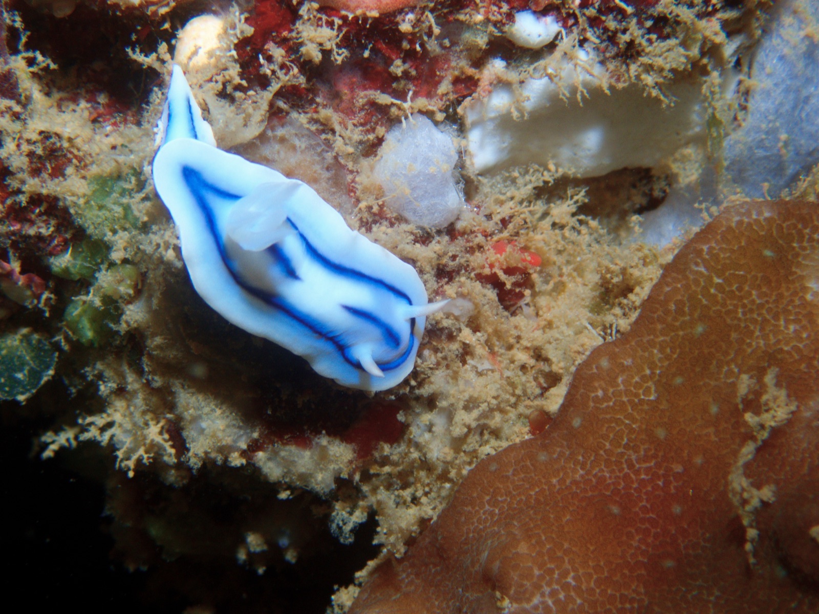 Photo of Loch's chromodoris (Chromodoris lochi)