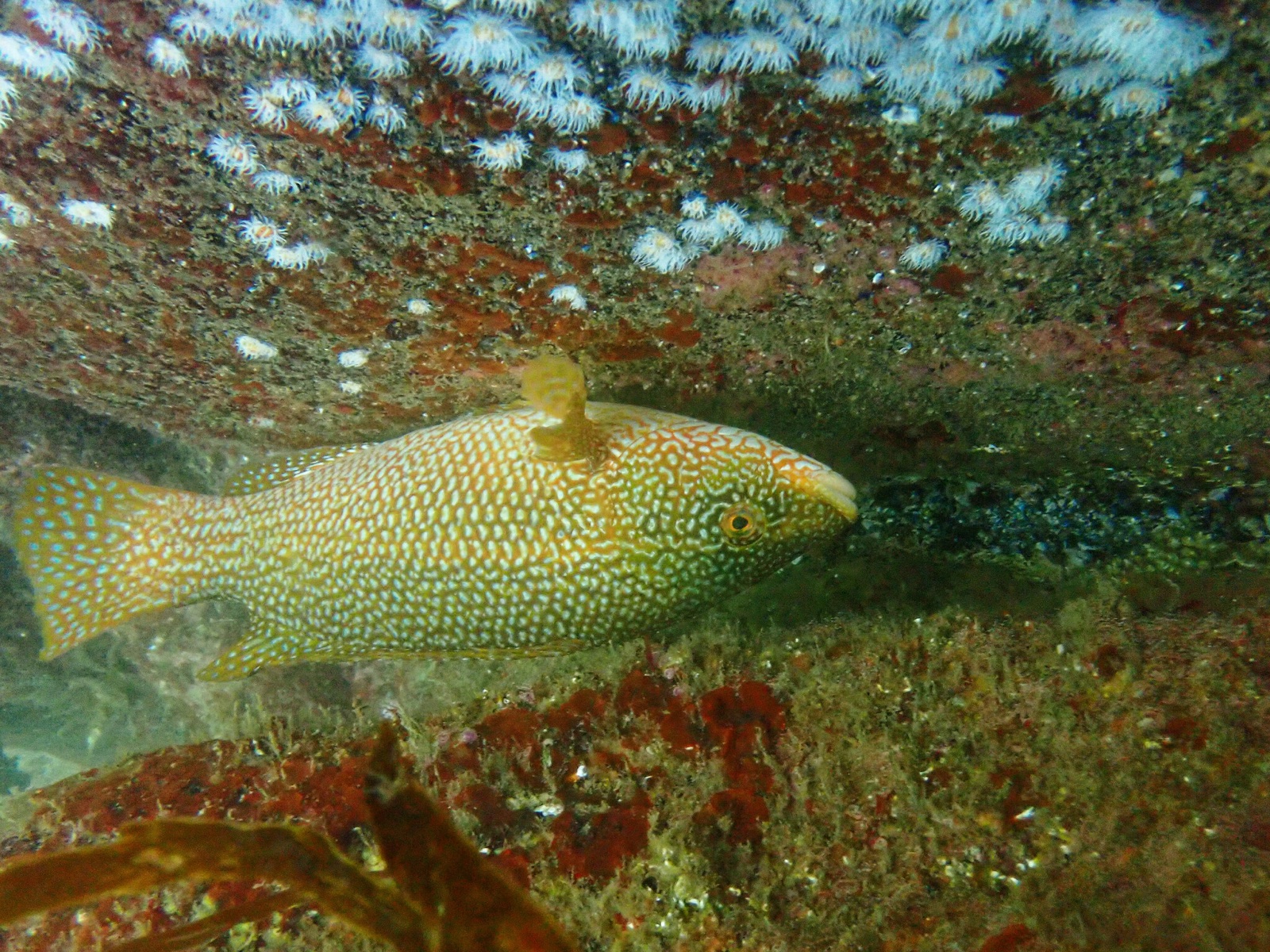 Photo of Ballan Wrasse (Labrus bergylta)