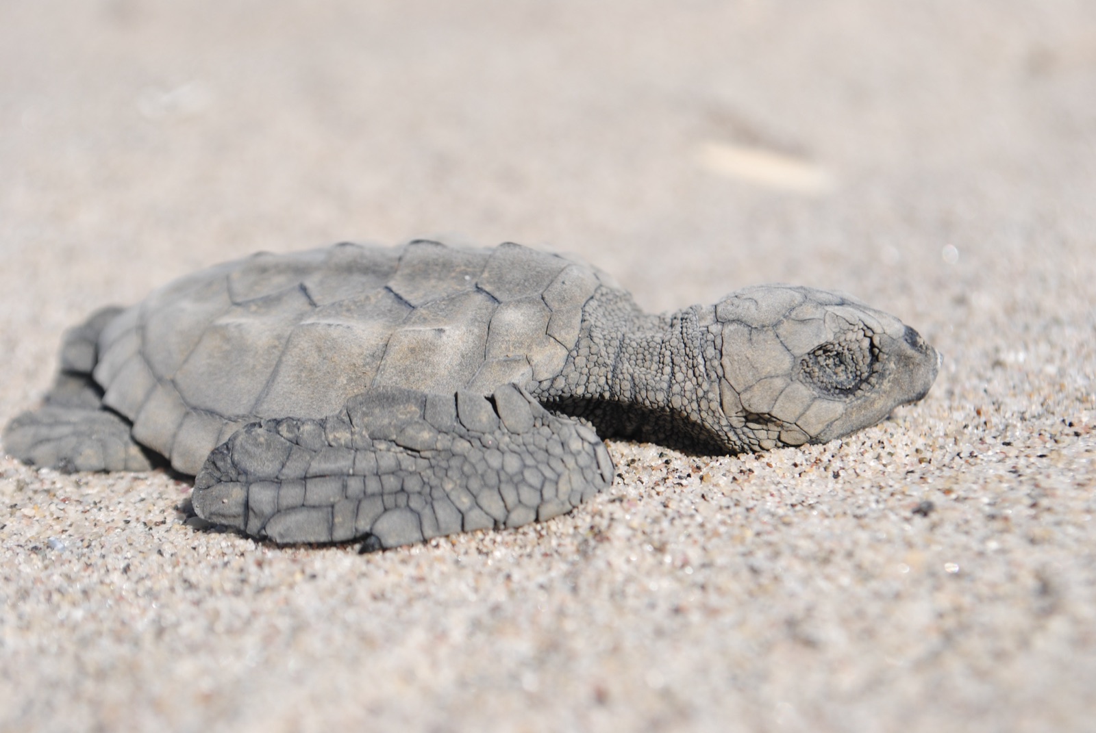 Photo of Kemp's Ridley Sea Turtle (Lepidochelys kempii)