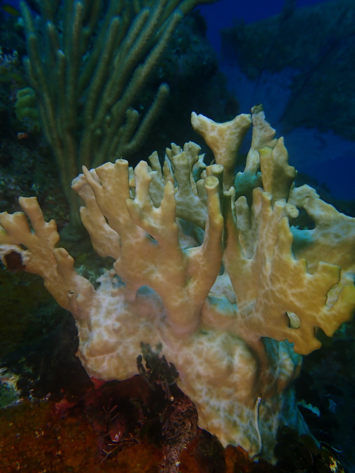 Photo of Branching fire coral (Millepora alcicornis)