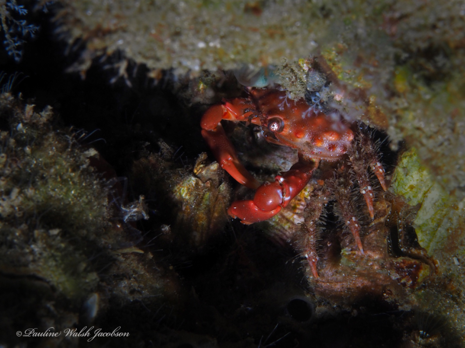 Foto de Cangrejo fórceps (Mithraculus forceps)