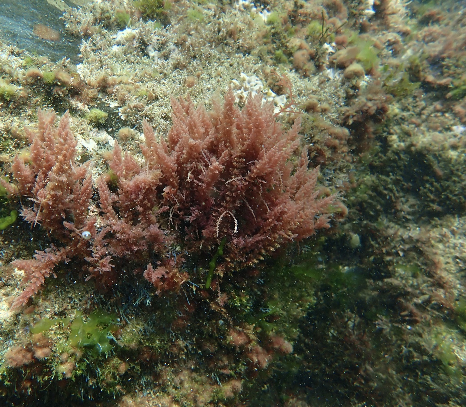 Photo of Fringed Red Alga (Asparagopsis armata)