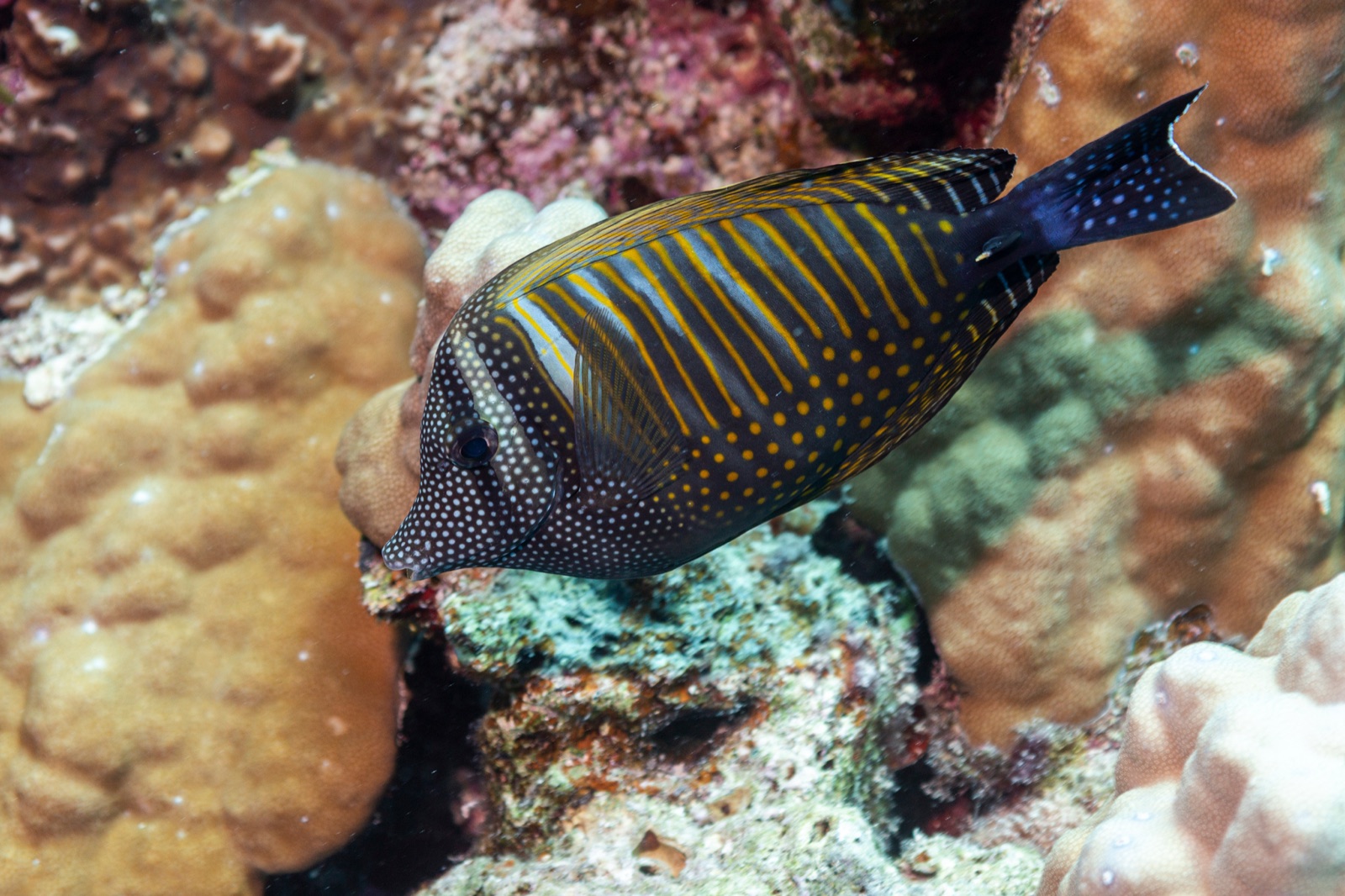Photo of Sailfin tang (Zebrasoma desjardinii)