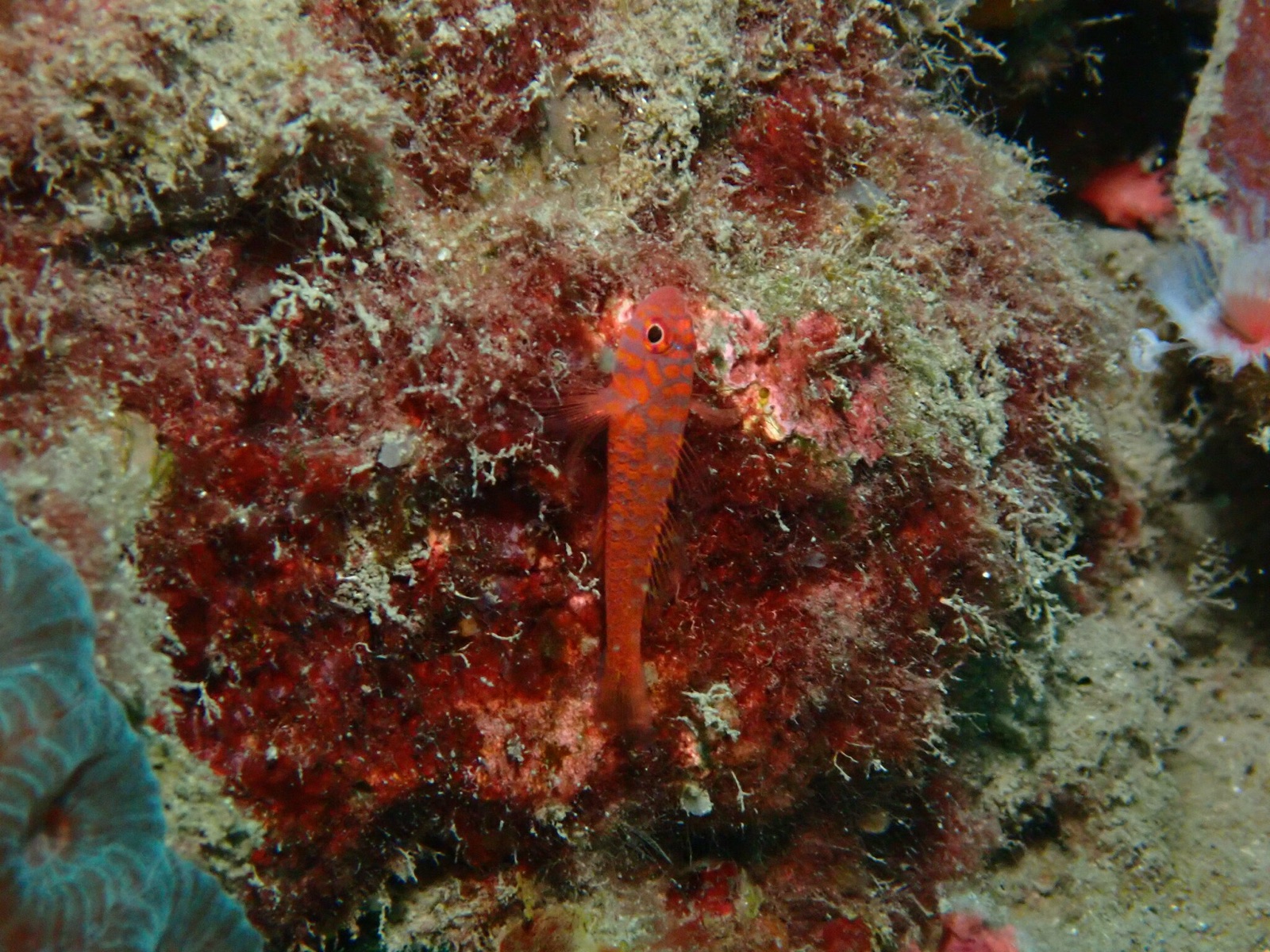Foto de Trimma de Okinawa (Trimma okinawae)
