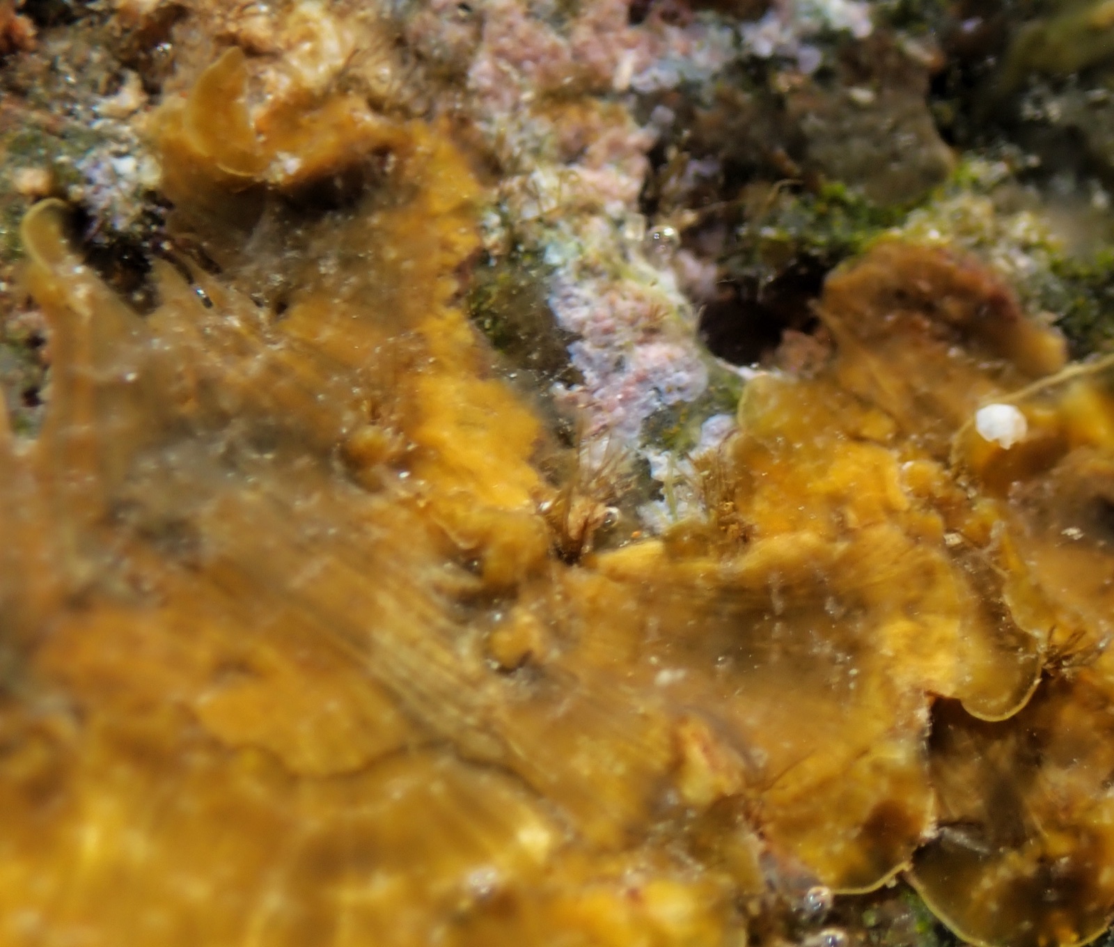 Photo of Variegated Fan Algae (Lobophora variegata)
