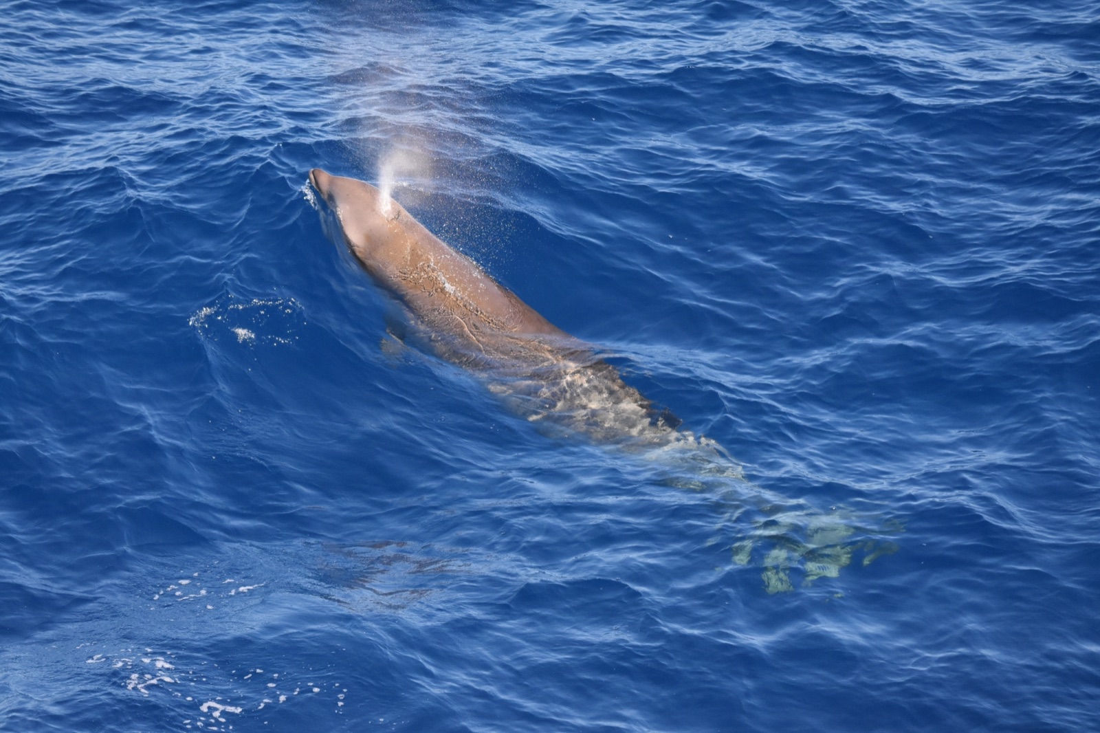 Photo of Cuvier's beaked whale (Ziphius cavirostris)