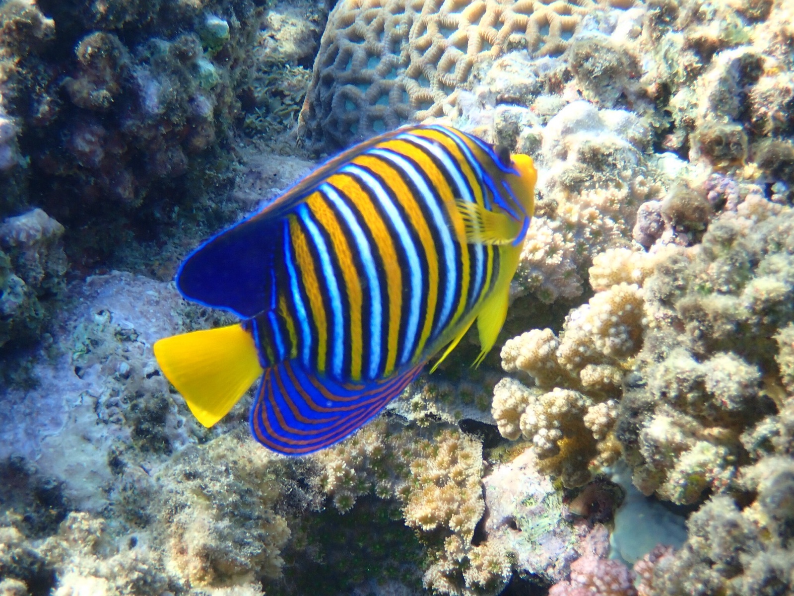 Photo of Regal angelfish (Pygoplites diacanthus)