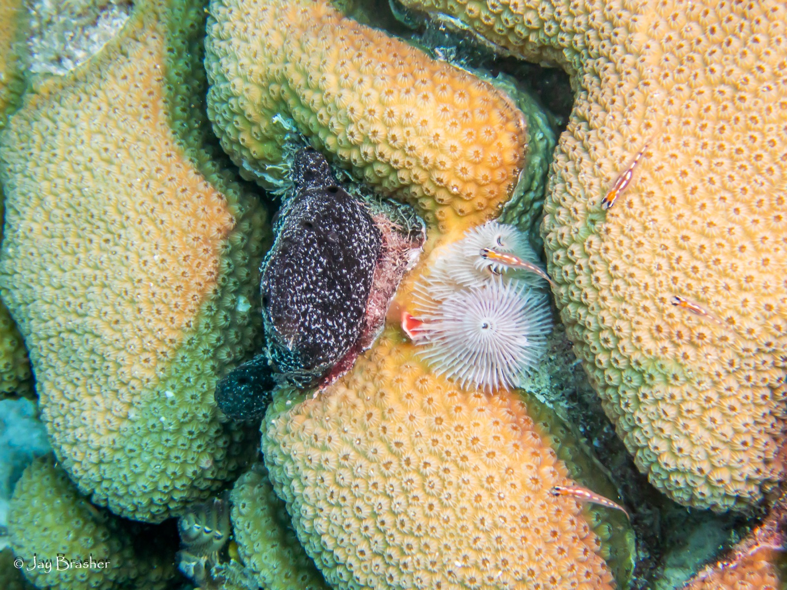 Photo of Boulder star coral (Orbicella annularis)