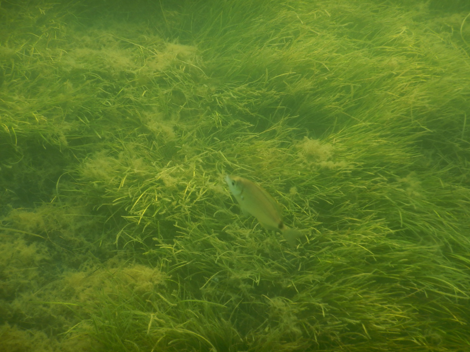 Photo of Senegal seabream (Diplodus bellottii)