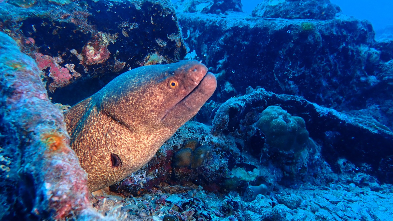 Photo of Yellow-margined Moray (Gymnothorax flavimarginatus)
