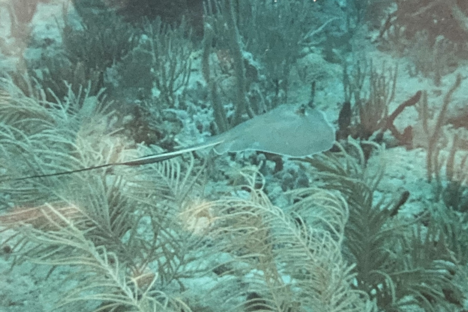 Photo of Southern stingray (Hypanus americanus)