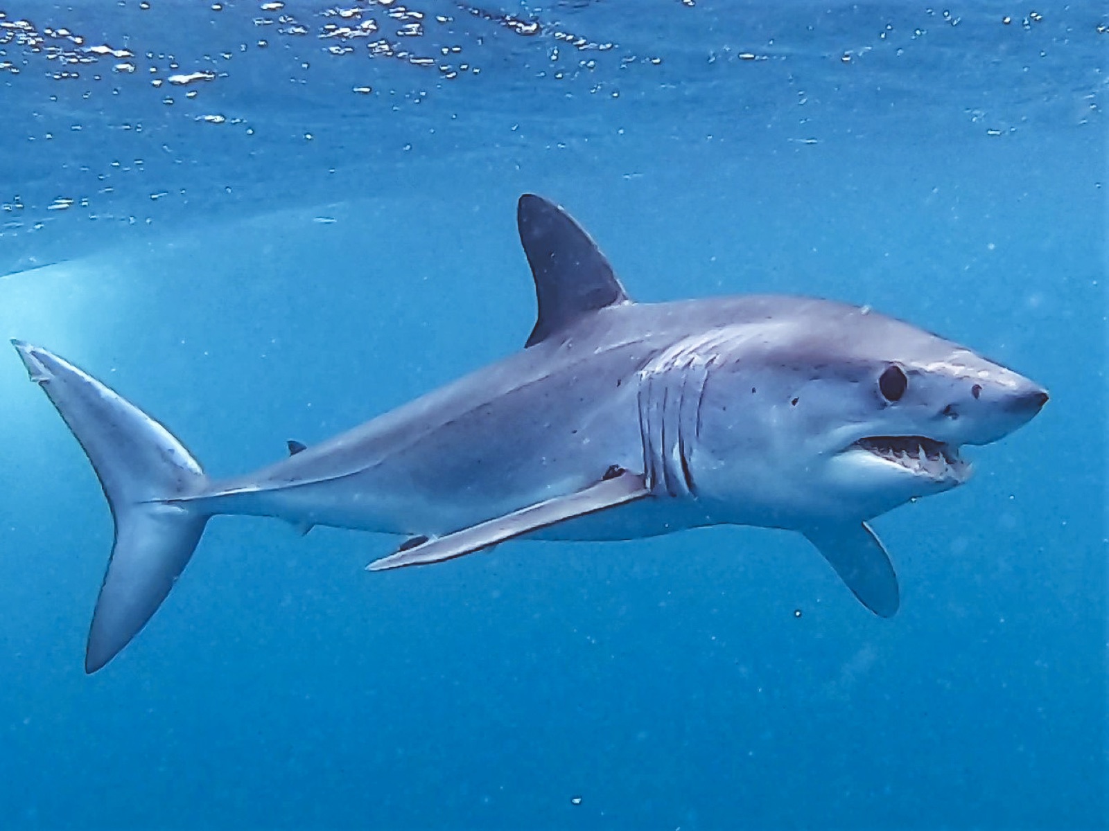 Foto de Marrajo dientuso (Isurus oxyrinchus)