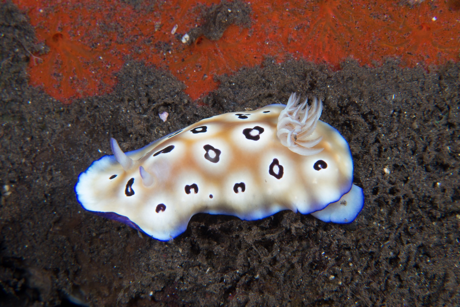 Photo of Leopard goniobranchus (Goniobranchus leopardus)