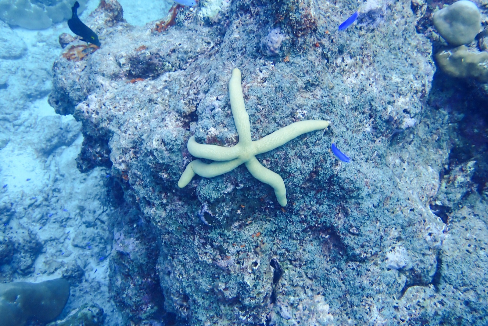 Photo of Caribbean Spindle Starfish (Linckia guildingi)