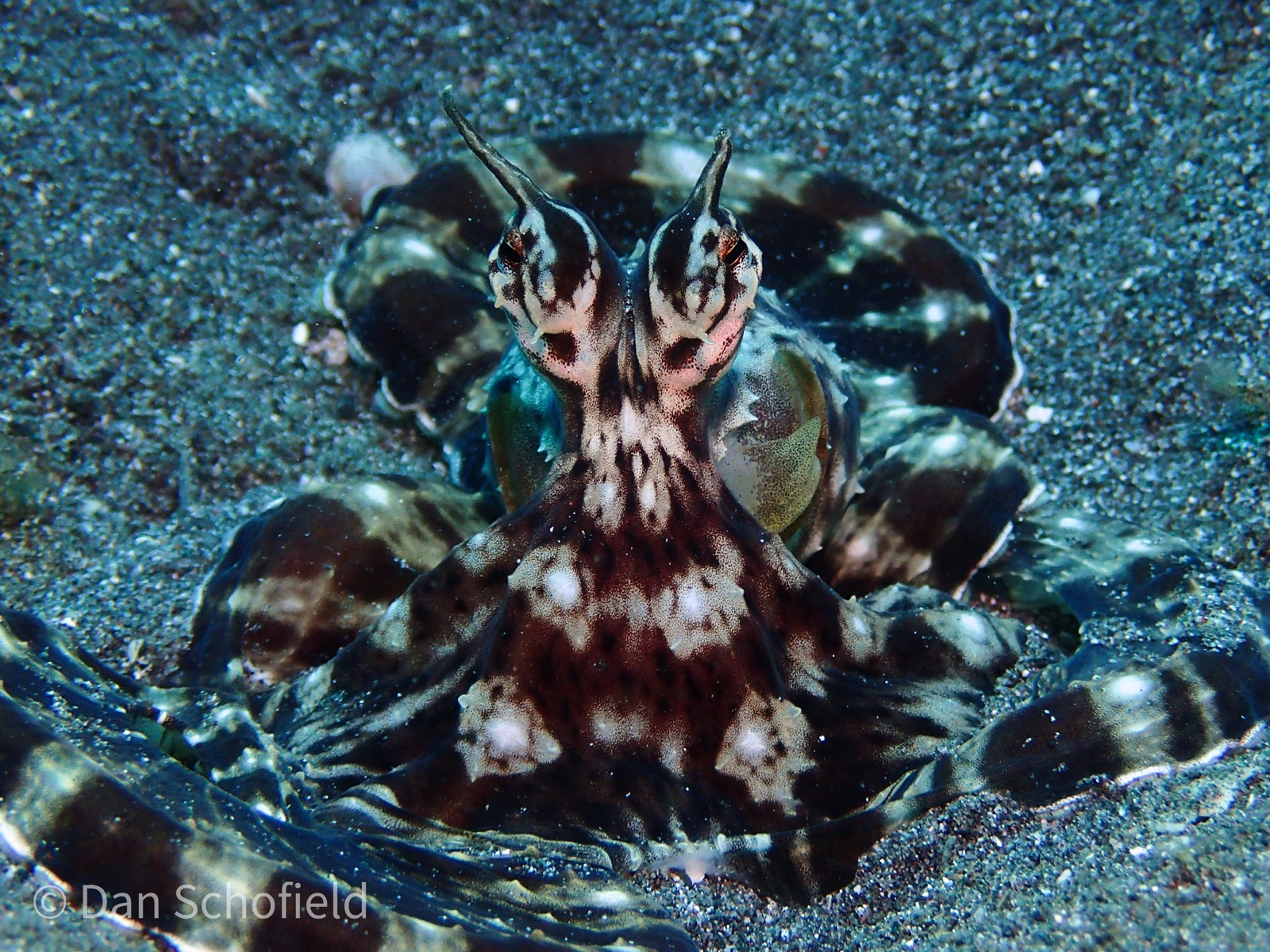 Photo de Pieuvre mimique (Thaumoctopus mimicus)