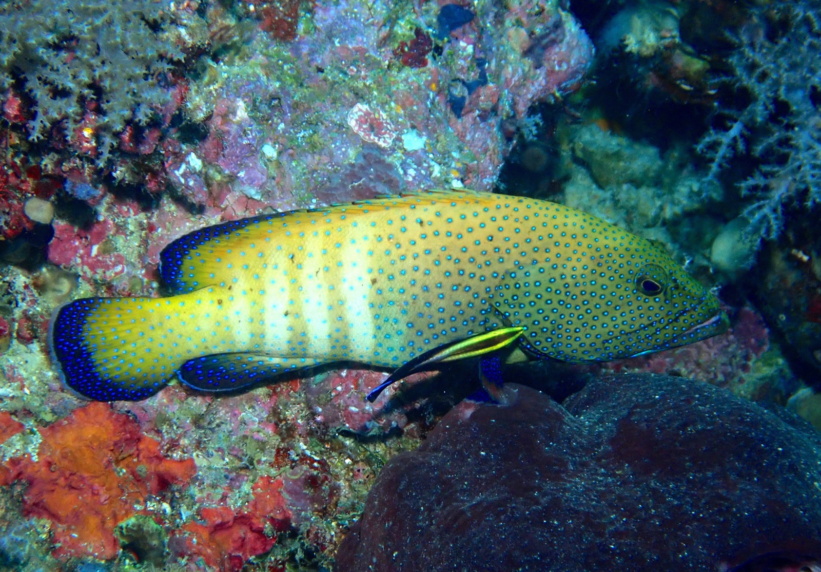 Photo of Peacock grouper (Cephalopholis argus)