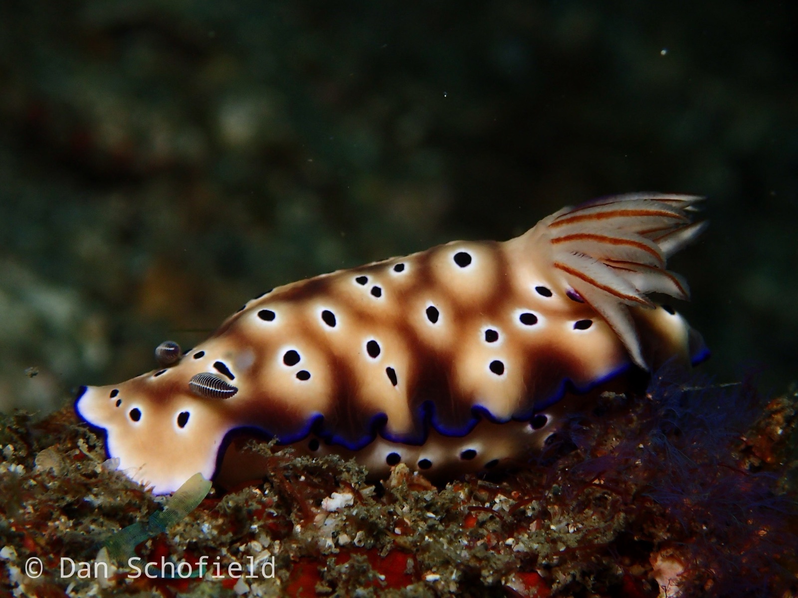 Photo of Tryon's hypselodoris (Hypselodoris tryoni)