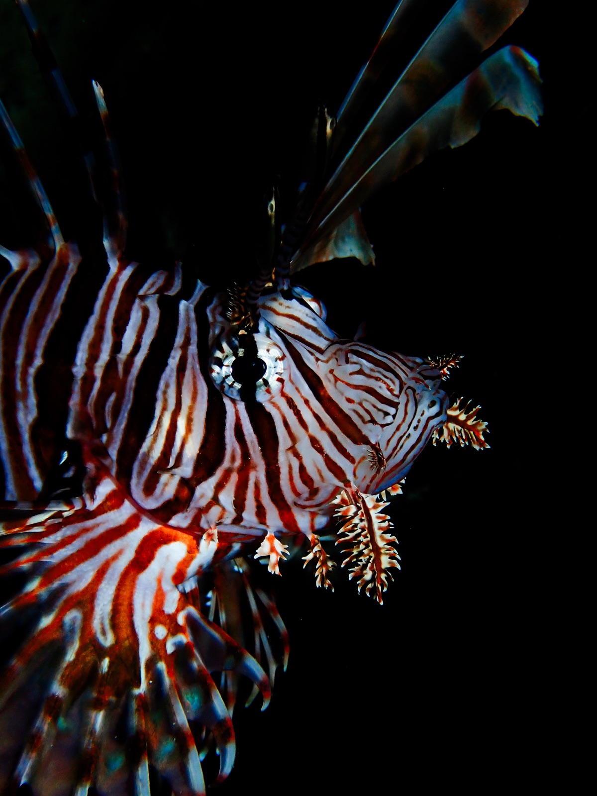 Photo of Red lionfish (Pterois volitans)