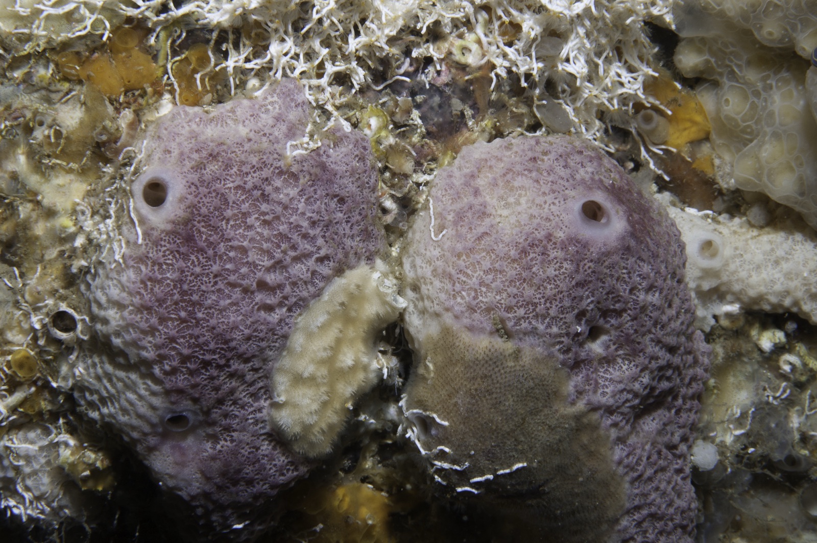 Photo of Fig sponge (Ircinia variabilis)