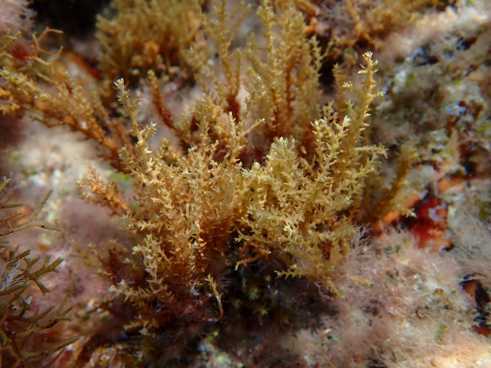 Photo of Mediterranean cystoseira (Cystoseira amentacea)