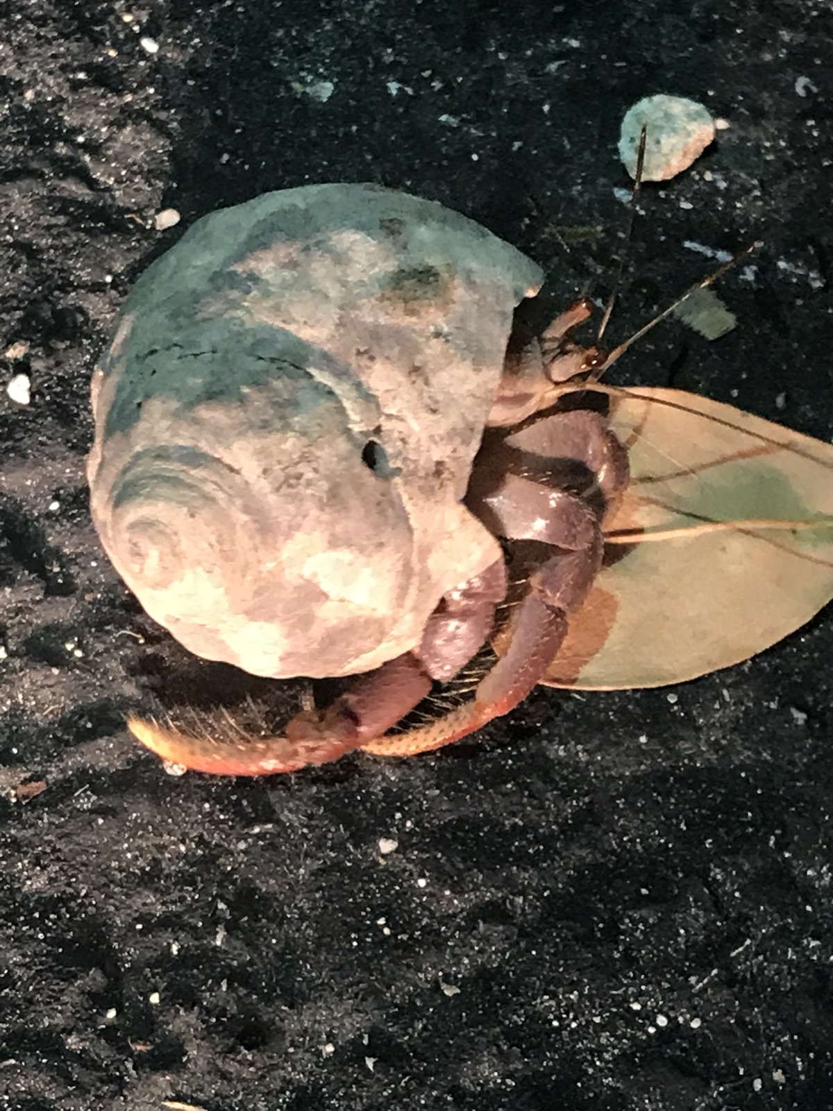 Photo of Caribbean Hermit Crab (Coenobita clypeatus)