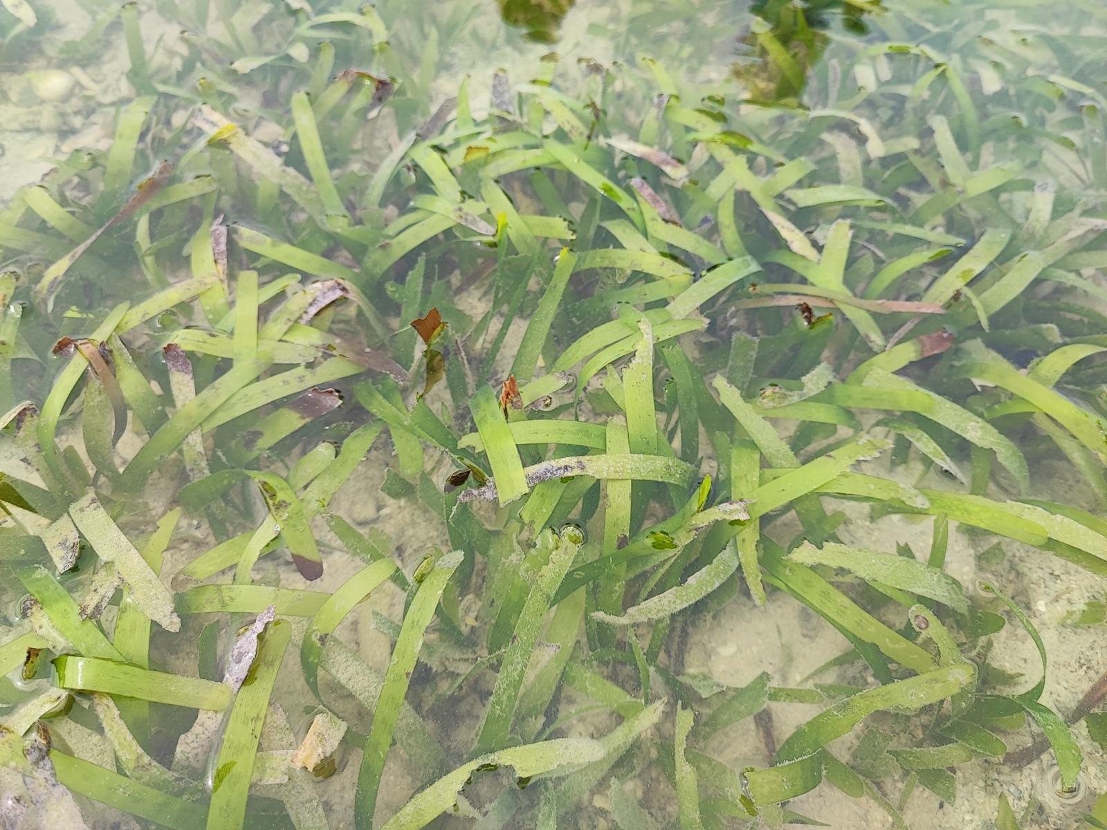 Photo of Serrulate Cymodocea (Cymodocea serrulata)