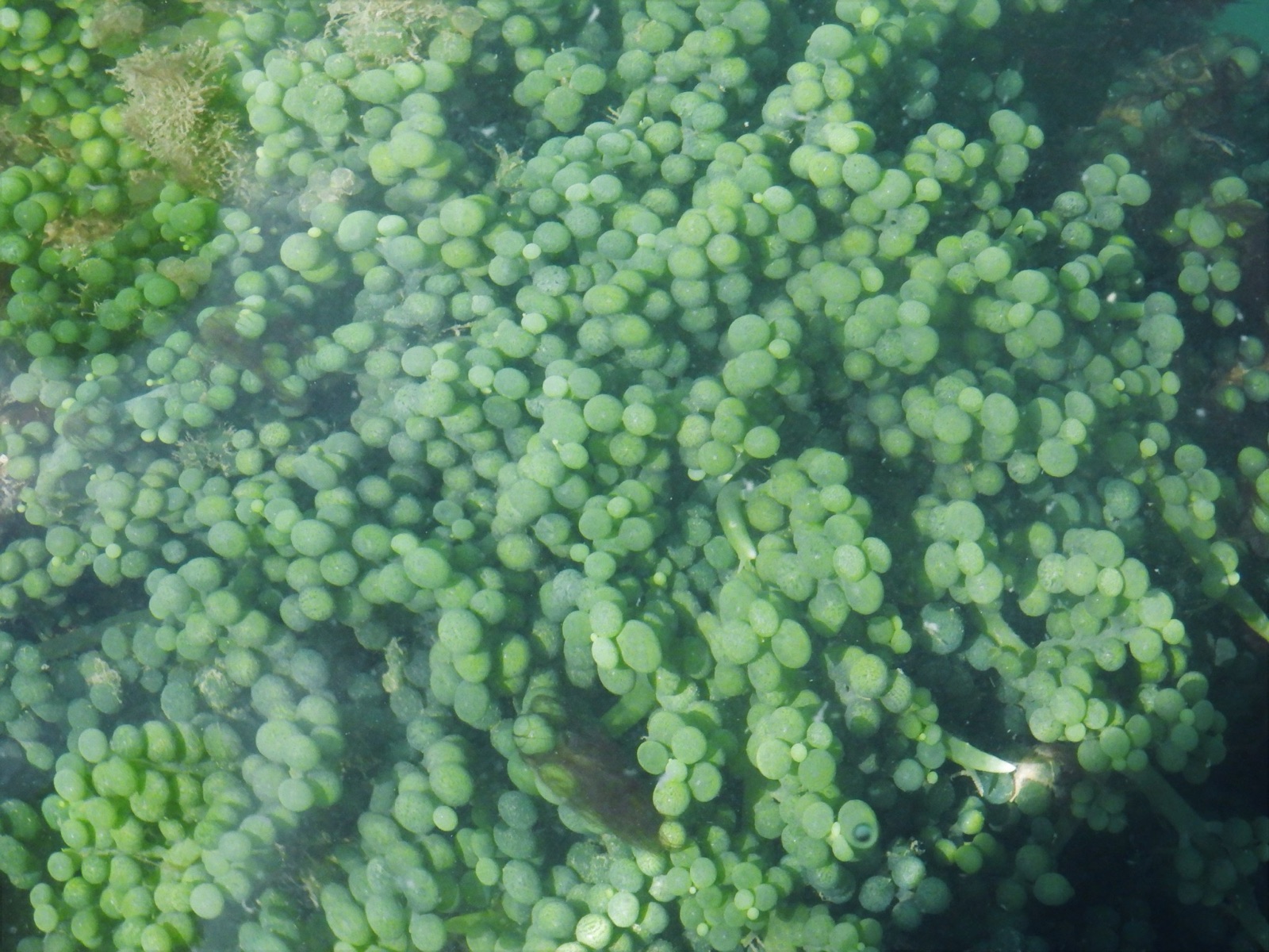 Photo of Grape Caulerpa (Caulerpa racemosa)