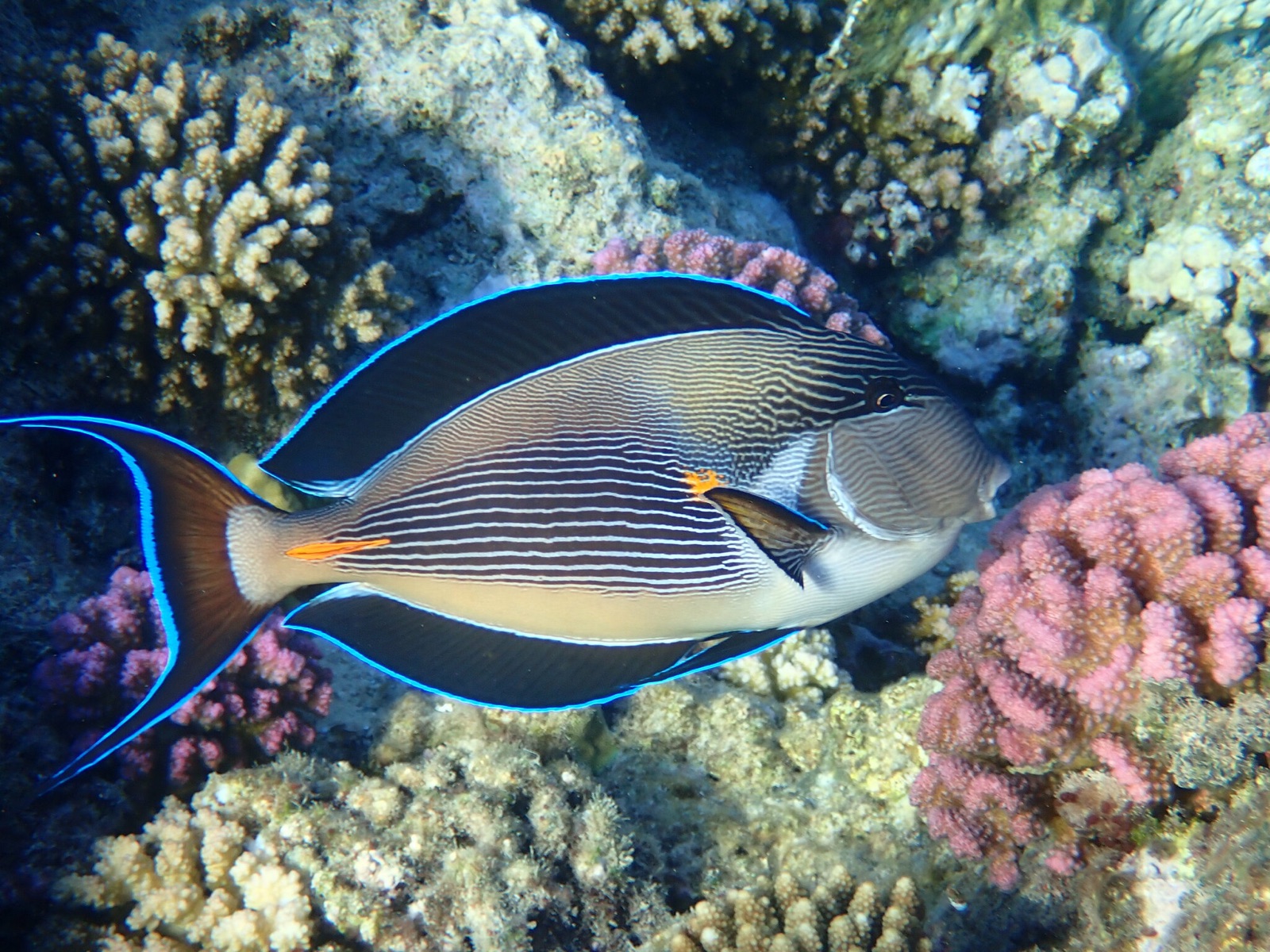 Photo of Sohal surgeonfish (Acanthurus sohal)