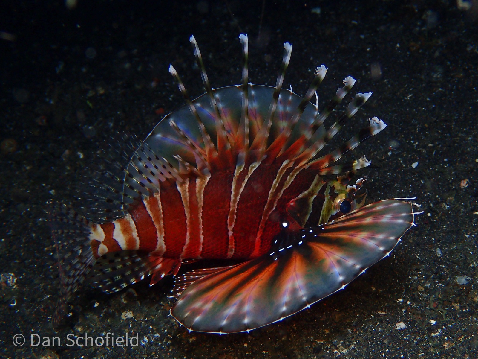 Photo of Zebra lionfish (Dendrochirus zebra)