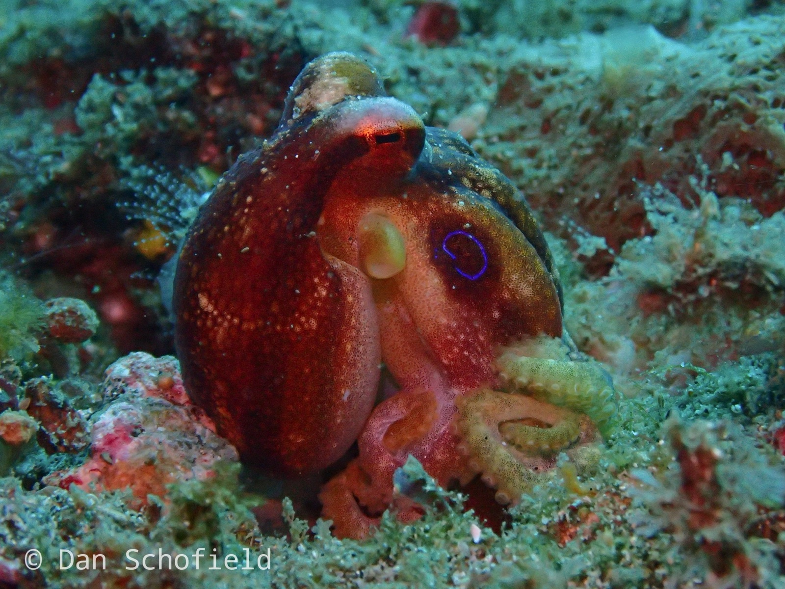 Photo of Mototi octopus (Octopus mototi)