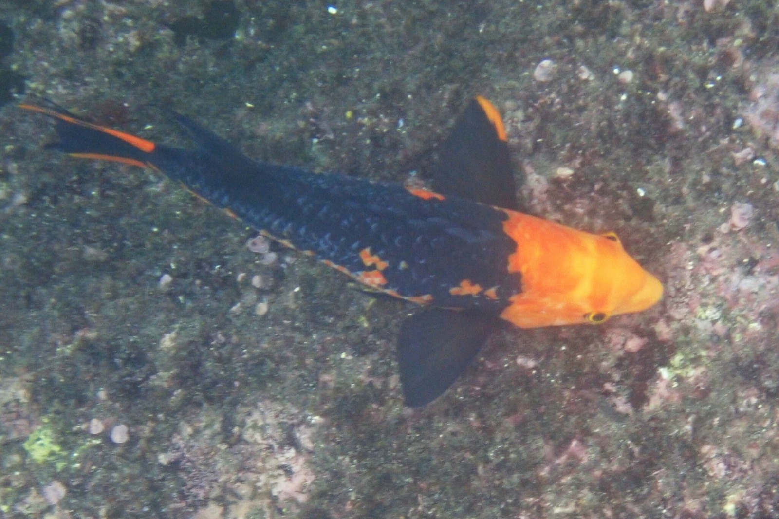 Photo of Galapagos Red Wrasse (Bodianus eclancheri)