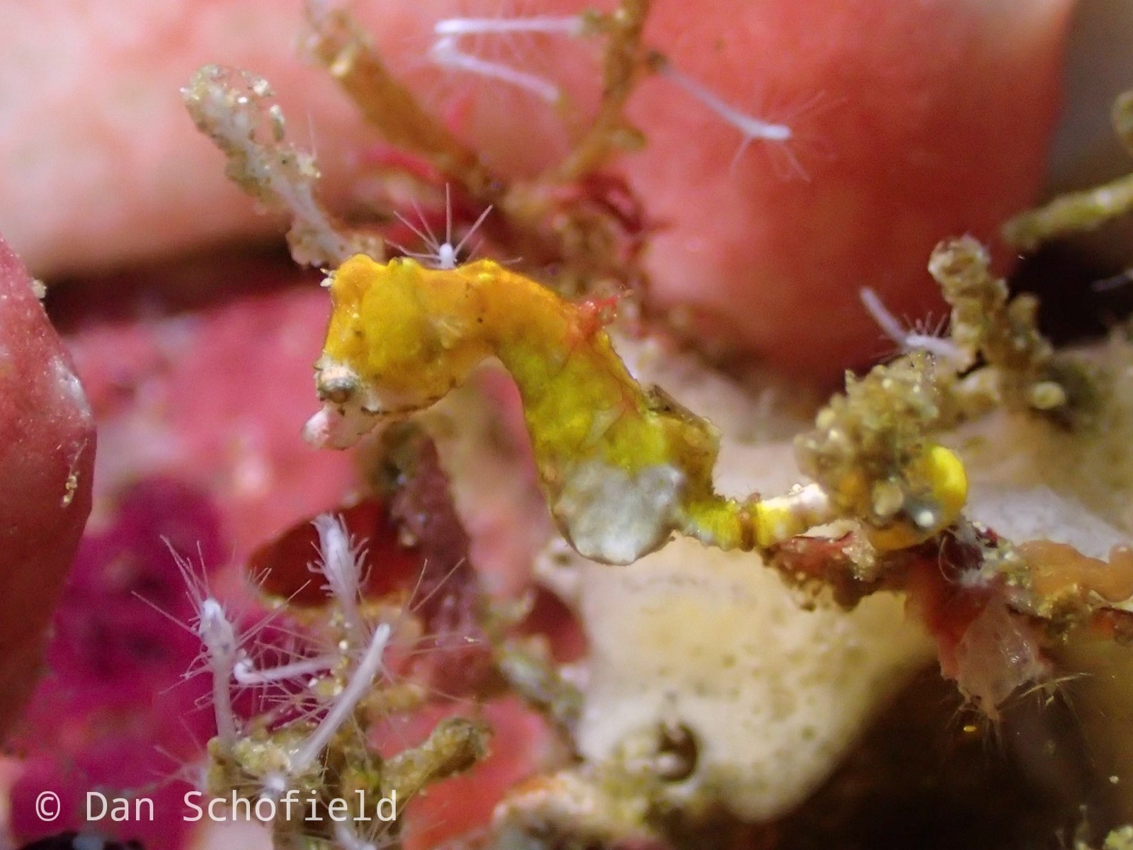 Foto de Caballito pigmeo de Severns (Hippocampus severnsi)