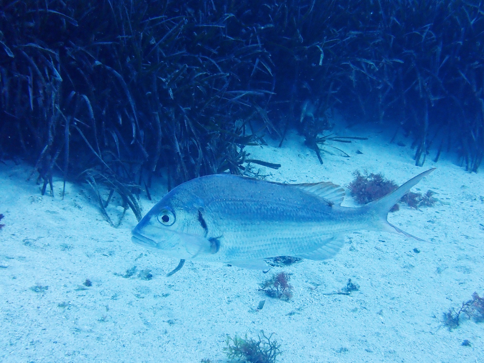 Photo of Common pandora (Pagellus erythrinus)
