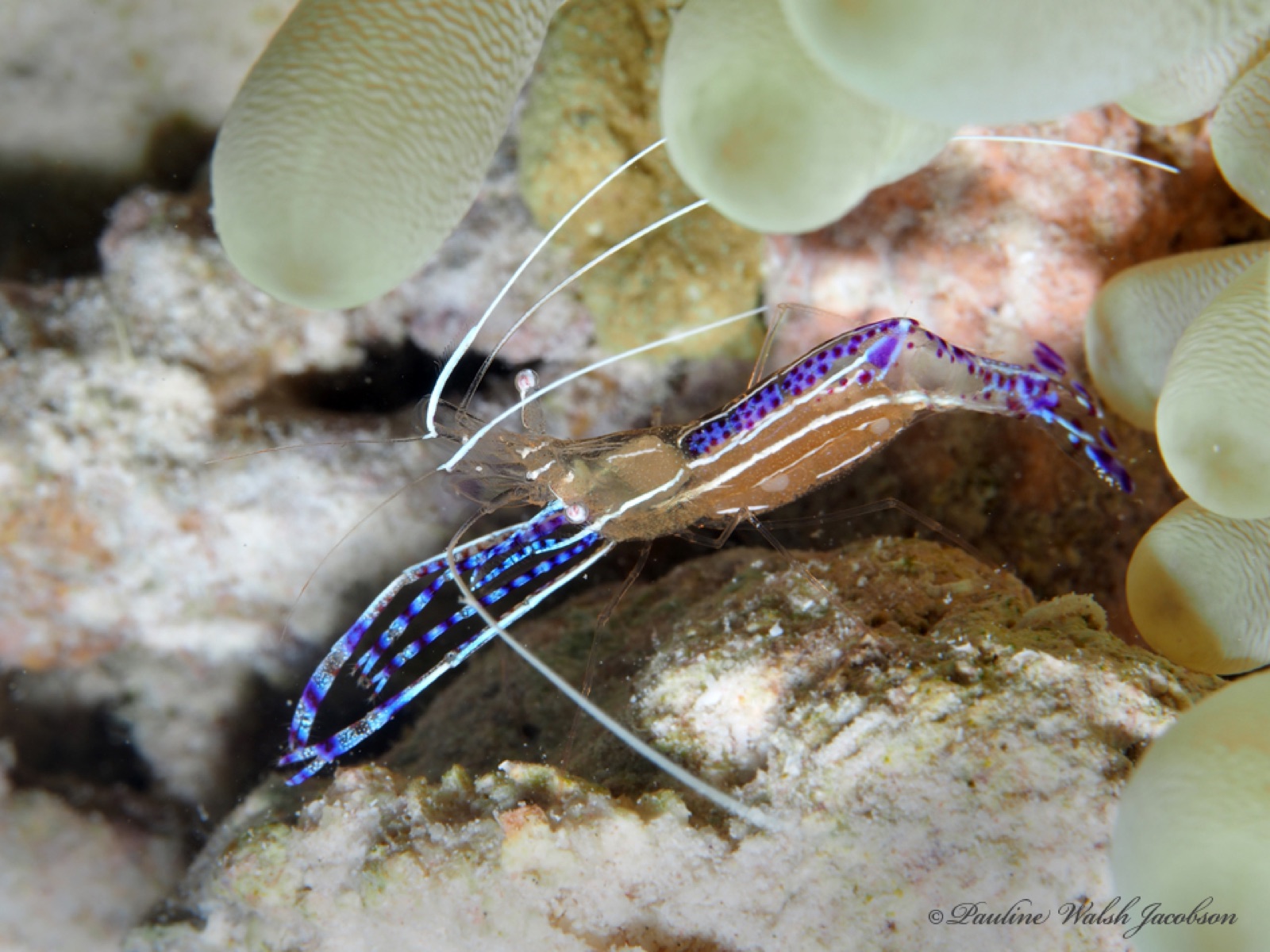 Photo of Pederson's cleaner shrimp (Ancylomenes pedersoni)